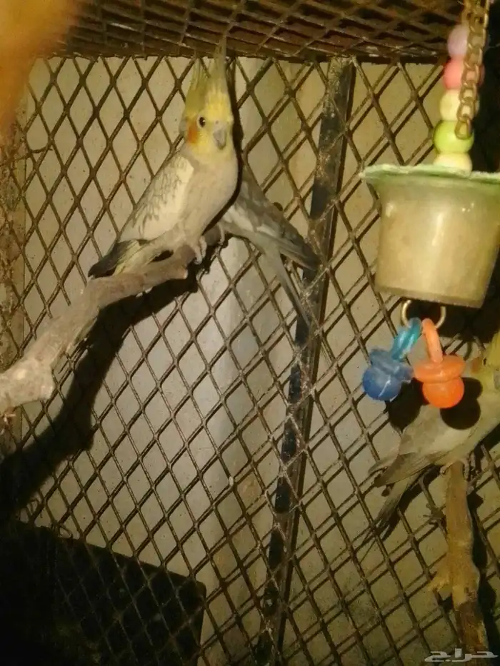 ازواج كروان منتج شرط وطبه 0