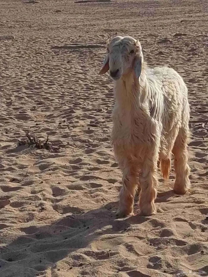 خروف نجدي عيسي ابيض للبيع عرض وجبر وفقره وزين الموقع تيماء 2