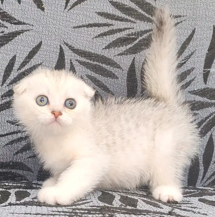 ذكر زواج. قطط 1