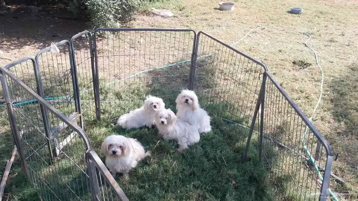 بيع كلاب دلع 2