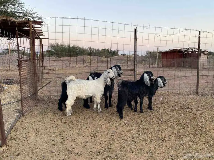 5 بهم للبيع 3 جفار وتيسين للبيع 0