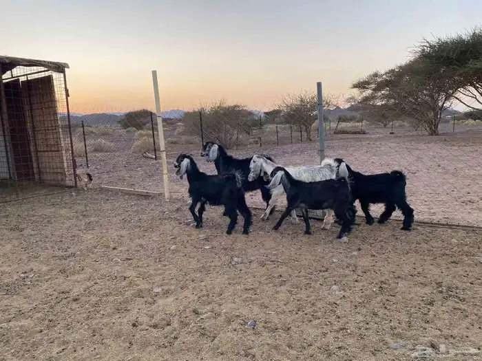 5 بهم للبيع 3 جفار وتيسين للبيع 2