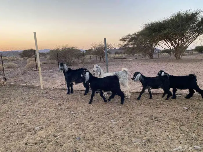 5 بهم للبيع 3 جفار وتيسين للبيع 1