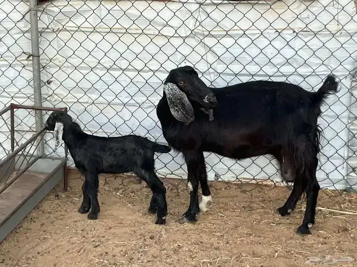 مسوي عليها تيس 3