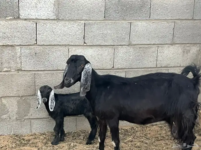 مسوي عليها تيس 0