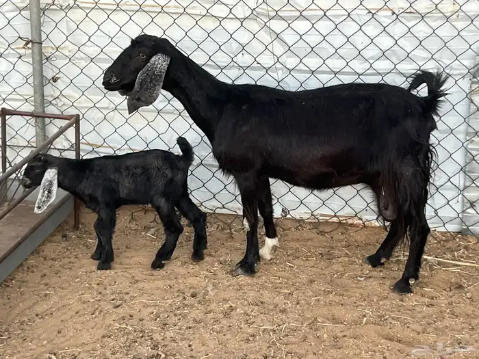 مسوي عليها تيس 4