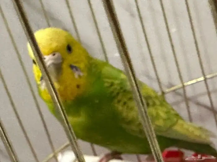 طير روز فيشر و طير زينه 2