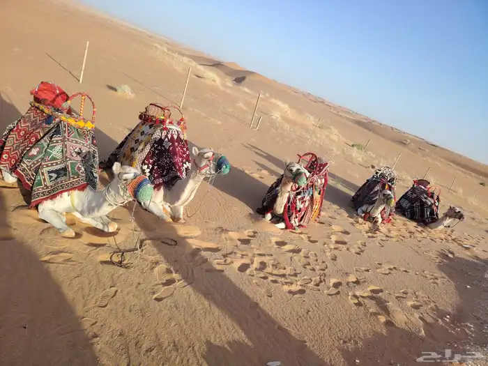 تأجير حصان وتأجير سيسي وتأجير جمال 1