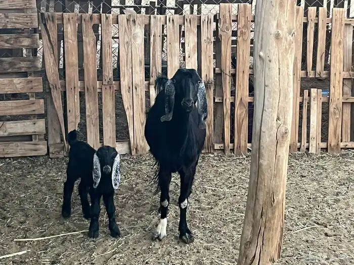 مسوي عليها تيس 1