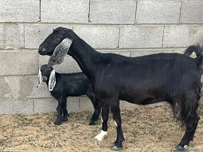 مسوي عليها تيس 2