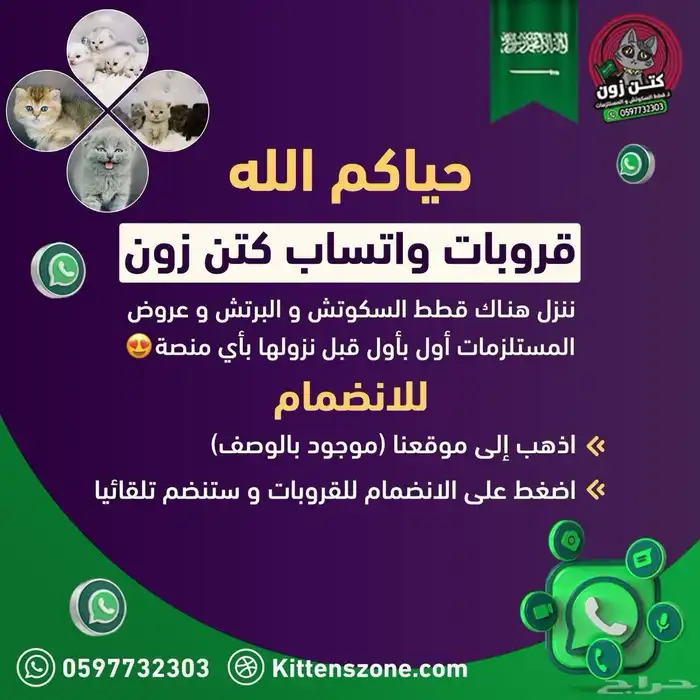 قطة برتش شورت بيور للبيع - لون باي كولور - يوجد دفع بالتقسيط 7