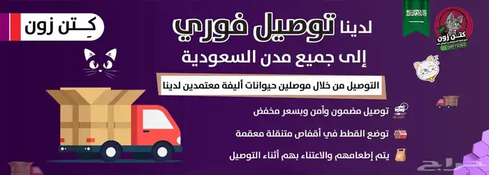 قطة برتش شورت بيور للبيع - لون باي كولور - يوجد دفع بالتقسيط 2