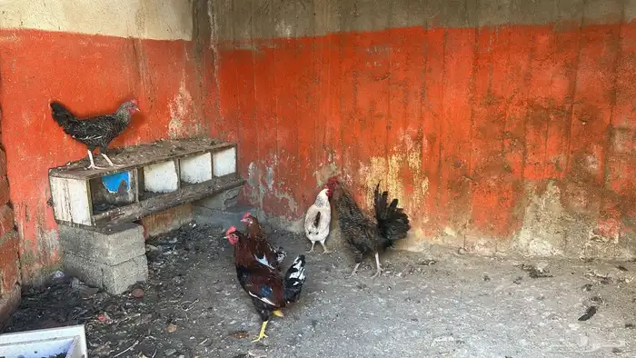 دجاج للبيع 1
