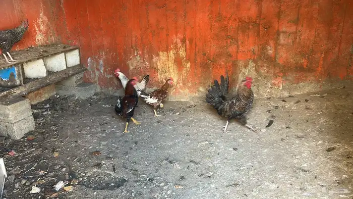 دجاج للبيع 3