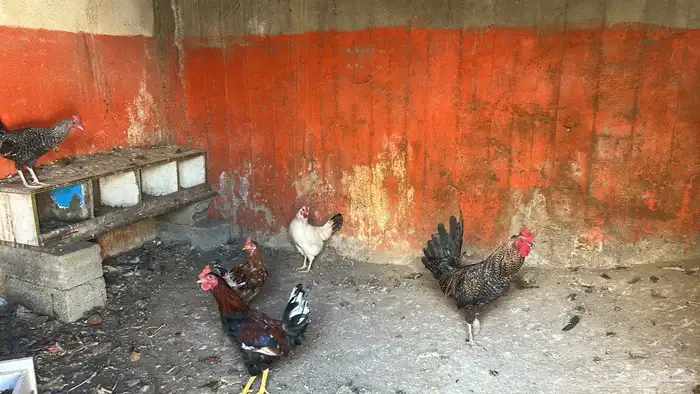 دجاج للبيع 0