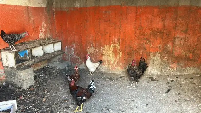 دجاج للبيع 2