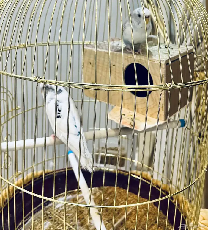 طيور الحب بادجي مع قفص وستاند 0