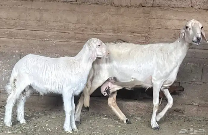 نعجة متبع صنف فاخر 9