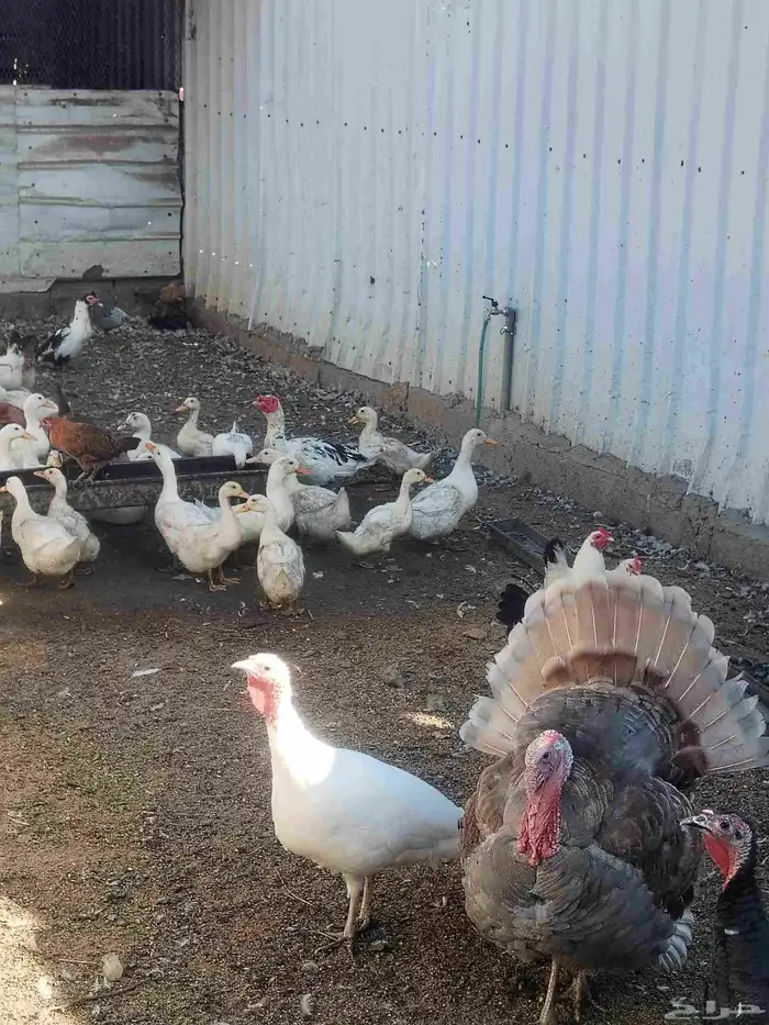 بط بكيني العدد حوال العشرين بيض الحبه 30 ريال 0