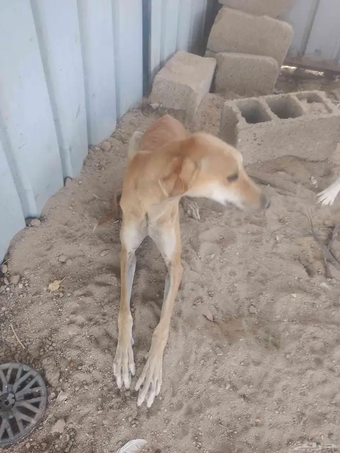 سلق صيد للبيع 0