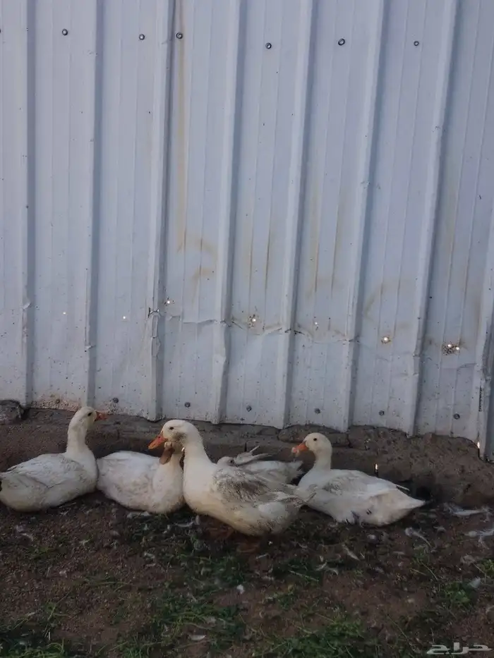 بط بكيني العدد حوال العشرين بيض الحبه 30 ريال 3