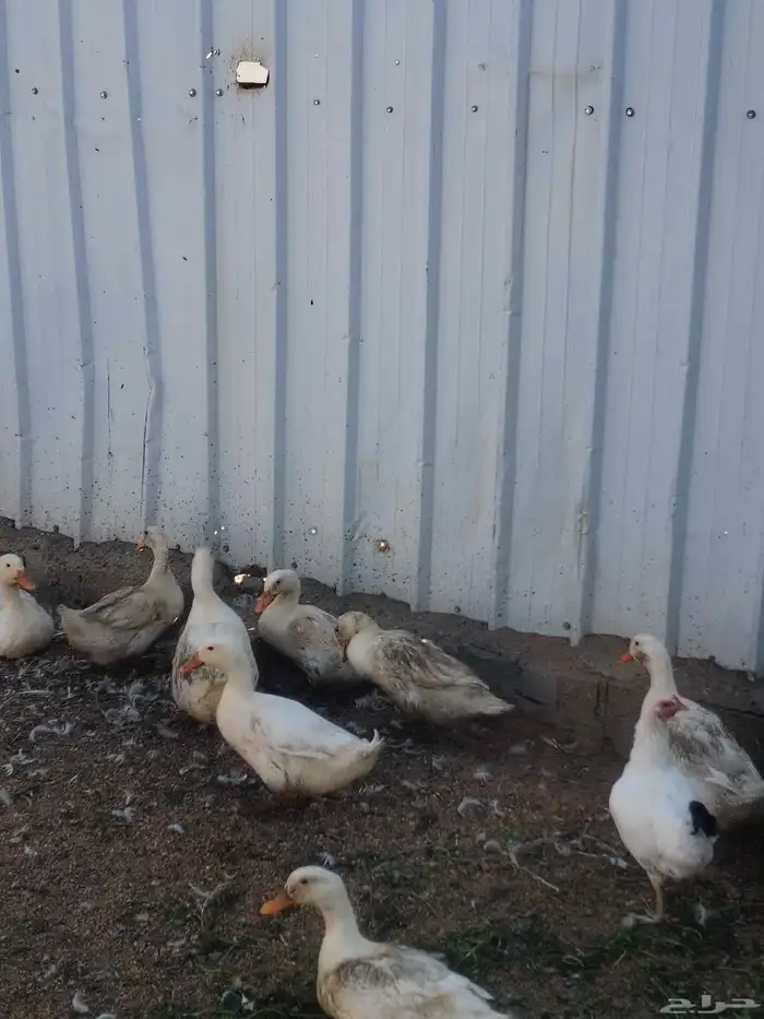 بط بكيني العدد حوال العشرين بيض الحبه 30 ريال 2