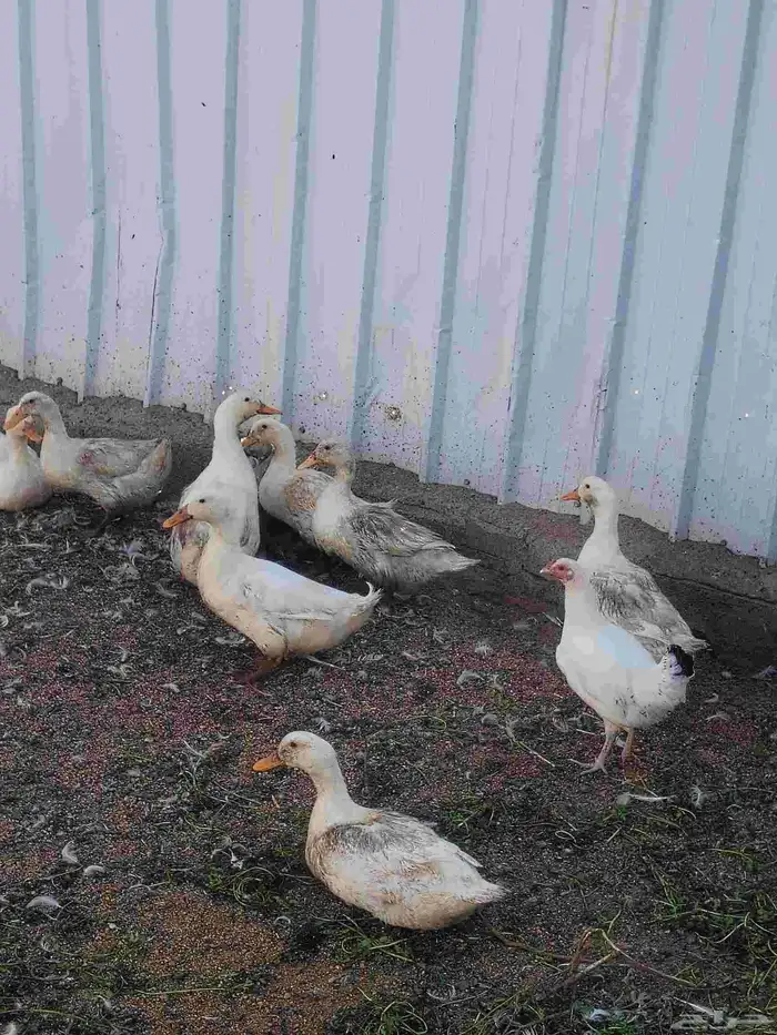 بط بكيني العدد حوال العشرين بيض الحبه 30 ريال 1