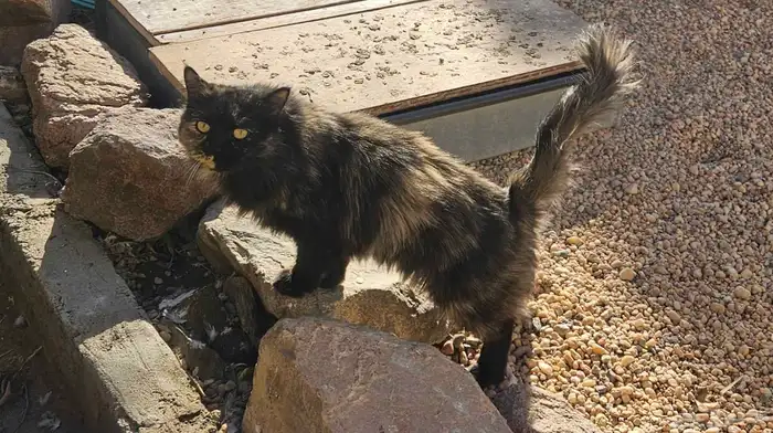 قطه للبيع اليفه السعر100 3