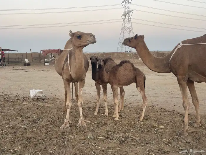 ثنتين خلفات ساحلية وعادية ابل طيبه تبارك الرحمن تم البيع 9