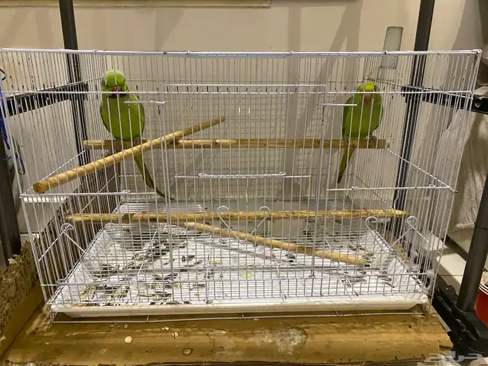 ببغاء دره هندي 1