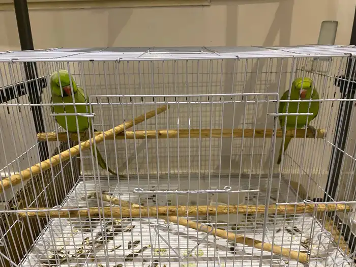 ببغاء دره هندي 2