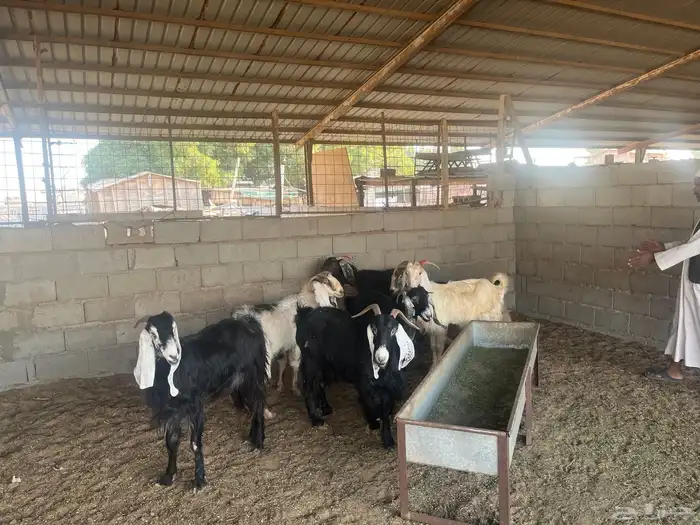 معزاء عوارض دفيع 0