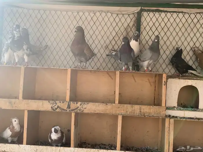 طيور للبيع 8