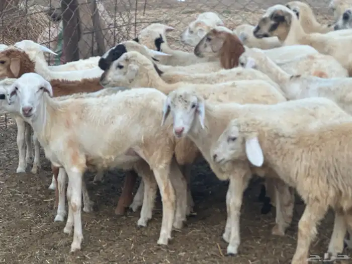 رخال مهجنات 1