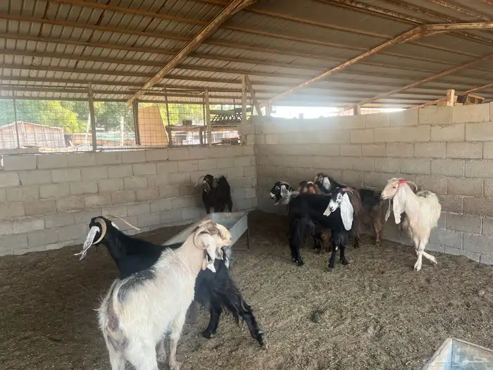 معزاء عوارض دفيع 1