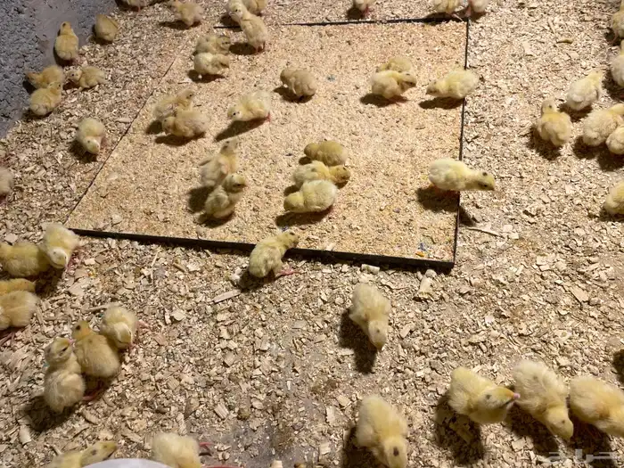 سمان تكساس العملاق 3