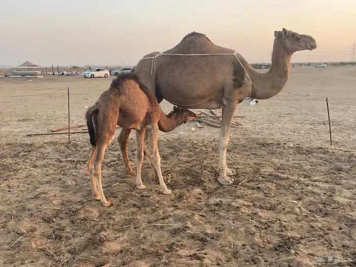 ثنتين خلفات ساحلية وعادية ابل طيبه تبارك الرحمن تم البيع 1