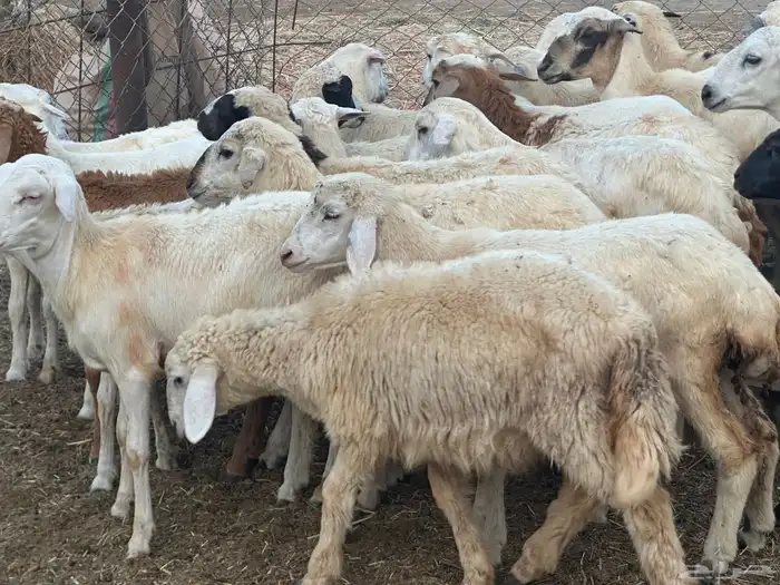 رخال مهجنات 3