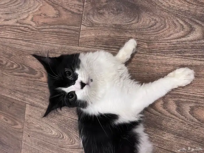 قطه للتبني 0