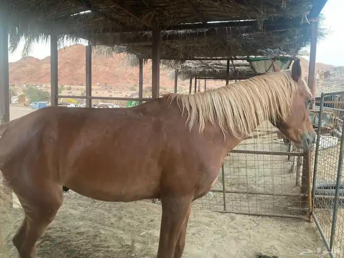 حصان مصري ماكس للبيع 3