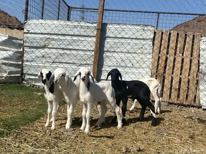 دواغير طليان حريات تربيه 0