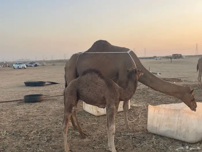 ثنتين خلفات ساحلية وعادية ابل طيبه تبارك الرحمن تم البيع 2