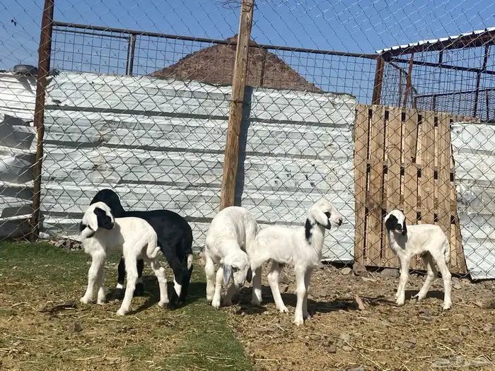 دواغير طليان حريات تربيه 7