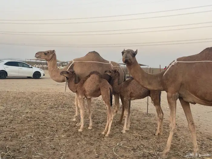 ثنتين خلفات ساحلية وعادية ابل طيبه تبارك الرحمن تم البيع 7