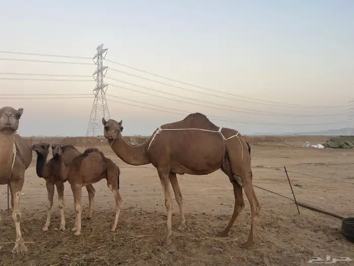 ثنتين خلفات ساحلية وعادية ابل طيبه تبارك الرحمن تم البيع 6