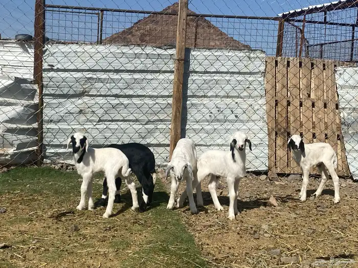 دواغير طليان حريات تربيه 8