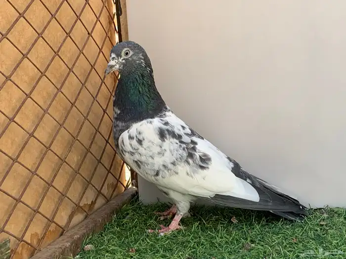 انثى فيروز 1