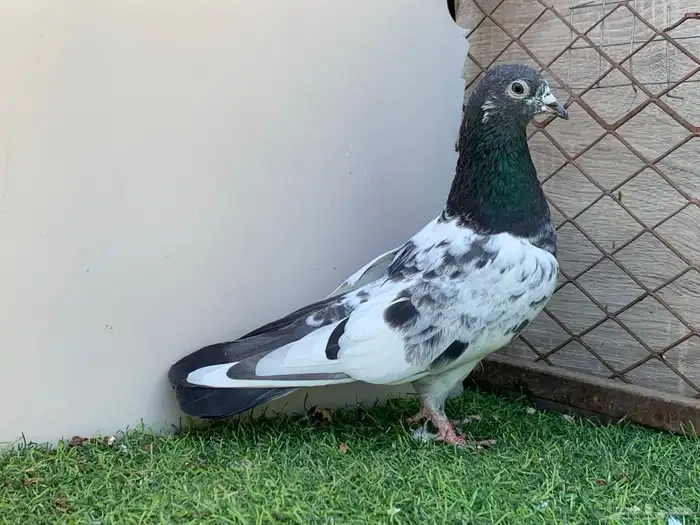 انثى فيروز 0