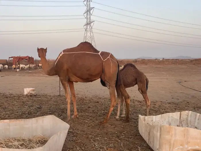 ثنتين خلفات ساحلية وعادية ابل طيبه تبارك الرحمن تم البيع 5