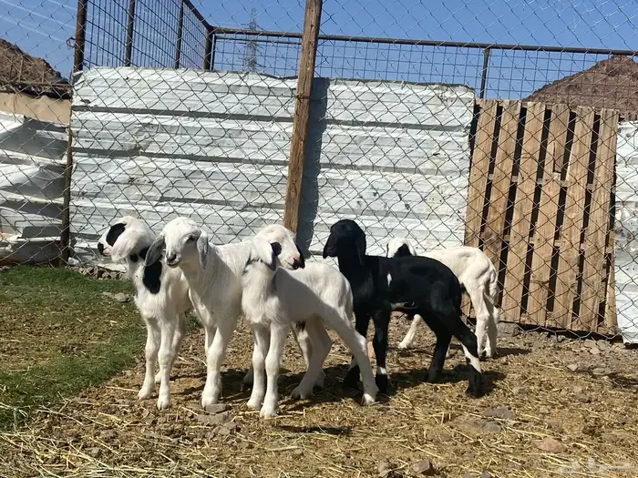 دواغير طليان حريات تربيه 1